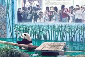 兰州野生动物园四只大熊猫与游客见面！“五一”开园丰富活动将给游客带来诸多惊喜图片