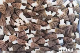 巧打时间差赢市场先机！晋宁区六街镇羊肚菌“抢鲜”上市图片