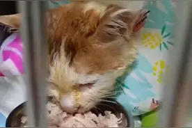 不幸消息传来！重庆掉进火锅的猫咪不治身亡图片