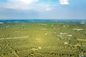 （国际）泰国椰香飘入进博会图片