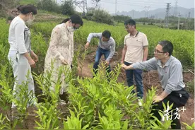 广东岭南职业技术学院专家团队助力连州星子镇玉竹产业图片