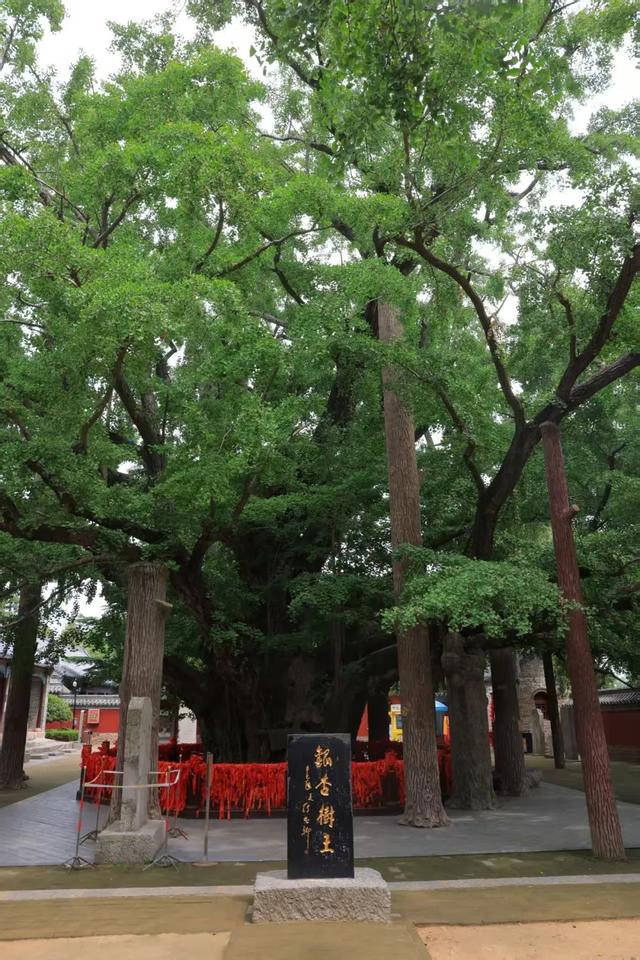 “海韵日照 光影文旅”——日照文旅推荐官创作营走进莒县