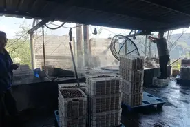 没有一颗大枣，会孤独地离开吕梁图片