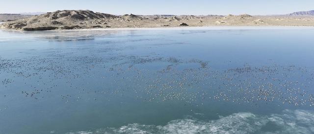 双湖藏秘境 万鸟觅踪来 2026年青海省越冬水鸟监测日记②