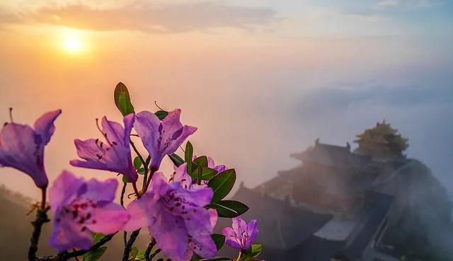 四月赏花图鉴，赴一场山花烂漫的仙境之约~