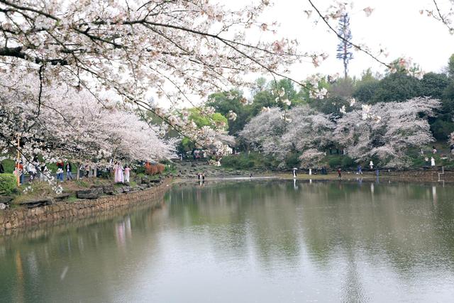 雨后樱花落满湖，湖南省植物园绝美“花瓣湖”景观本周限定呈现
