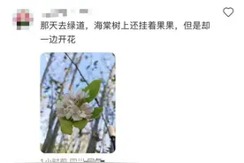 “桂花不开樱花开，成都9月有点怪”，专家解读玉兰、蓝花楹等二次盛开→图片