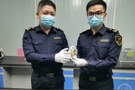 暗藏猫腻！重庆海关在进境雕像中查获虎牙制品图片