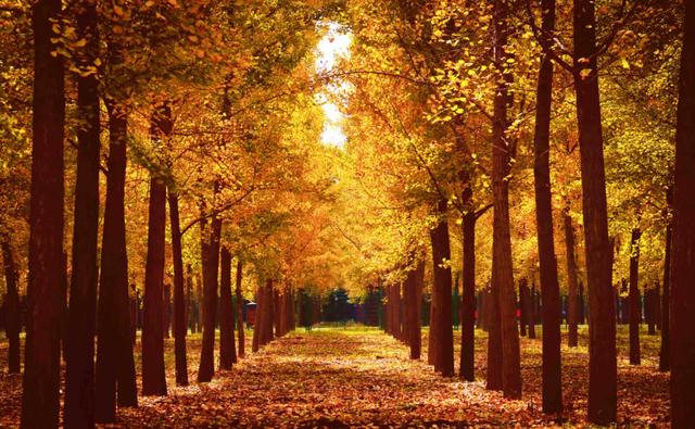 西安秋日citywalk天花板,来啦!