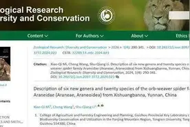 歌迷以16首周杰伦的歌命名16个蜘蛛新种，网友：最强追星图片