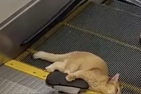 吓懵！猫咪被死死卡进扶梯，此前多发！网友炸锅图片