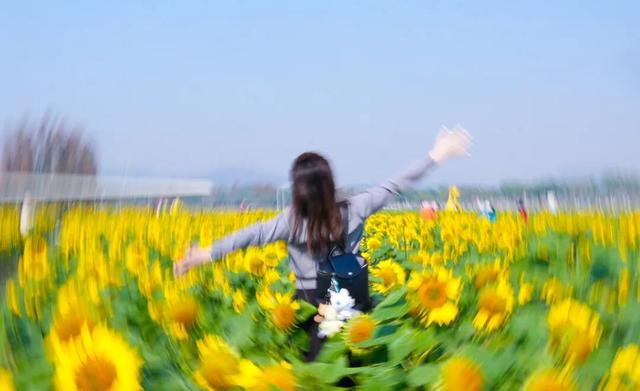 大片向日葵盛开！走！赏花去！