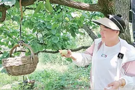 深山藏白杏 闻香客自来图片