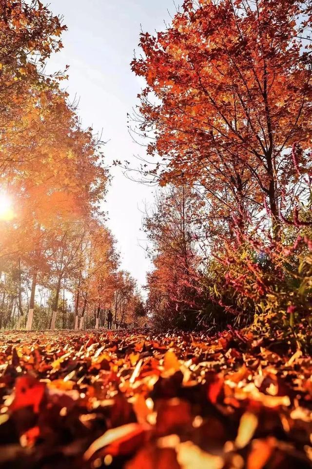 石林万家欢蓝莓庄园“枫”景正好