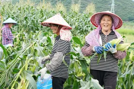 不到24小时，从广西田间到香港市场，解码湾区“菜篮子”速度图片