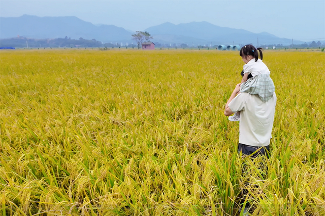 美翻！万亩稻田“丰”景藏不住了，11月23日高明稻马见～