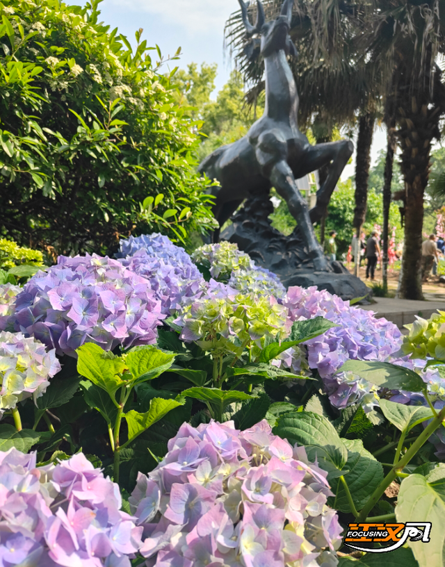 绣球花展4月25日启幕！荆州市中山公园花海等你"五一"来打卡