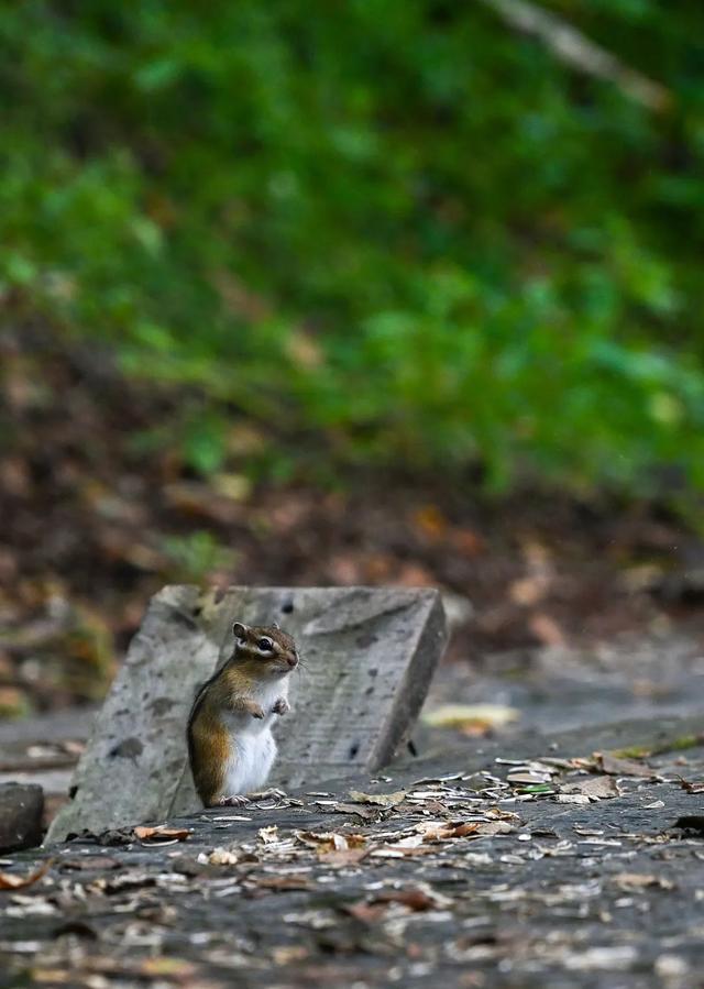 东北秋景天花板,错过再等一年