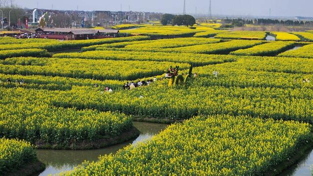 江苏泰州：兴化垛田油菜花绽放 尽显春日生机