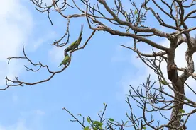 亚洲象自助玉米餐，鹦鹉住百年榕树VIP房，小熊猫睡觉勿扰……世界地球日，100万+网友围观动物邻居们的日常图片