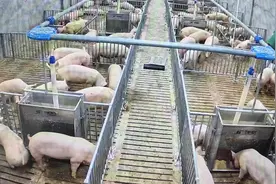 猪肉价格上涨，乐东人却不紧张，原因是……图片