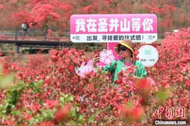 浙江瑞安杜鹃花正艳 红色花海“赏出”春日经济图片