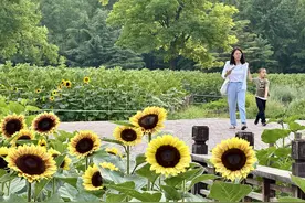 做好打卡准备！北京奥森北园向日葵即将盛放图片