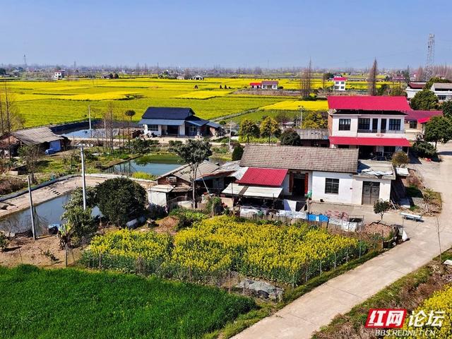【赴春之约】安乡春游记：看油菜花织就的金色水乡