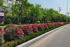 威海高新区“玫瑰大道”迎来今年首轮“爆花期”图片