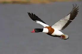 蛤蜊+蛏子！青岛胶州湾滩涂“海鲜盛宴”吸引万千候鸟“吃席”图片