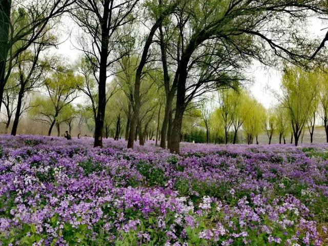 二月兰赏花地图｜紫色花海已上线，这4处免费打卡地美到犯规