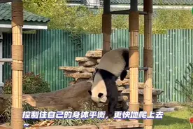 果然视频|动物视界156——圆滚滚的爬树高手来了图片