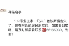 接力寻找失踪“毛孩”，这只“喵”顺利回家图片