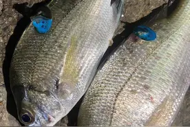网友广西东兴钓上带“有奖回收”蓝标鲷鱼  北部湾增殖放流活动引关注图片