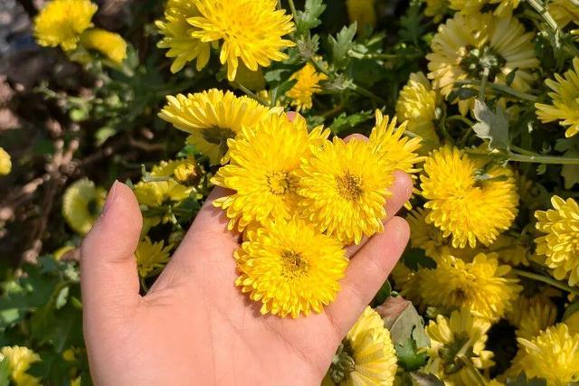 嘿，一起“采菊东篱”，就在这→