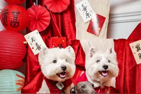 “宠物贺岁写真”受追捧，猫、狗、鸡都有，摄影师：这是年轻人在努力营造过年氛围图片