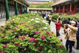 沈阳故宫牡丹园上新 来看珍宝级牡丹图片
