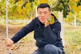 丹东：世界软枣猕猴桃的故乡图片