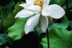 杭州湘湖第一朵荷花开了，西湖的还远吗？图片