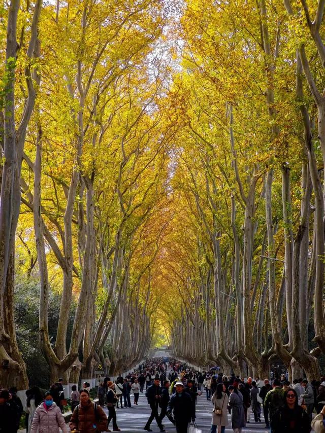 这是今天的南京梧桐大道！