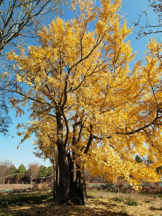 满目金黄！松江千年古银杏迎来最佳观赏期