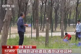 采蘑菇、捉油鸡 这个假期来京郊感受林间野趣图片