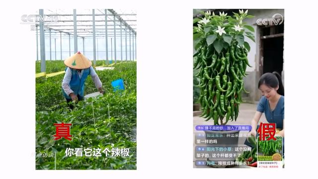 焦点访谈｜真假难辨 警惕AI带货“李鬼”！