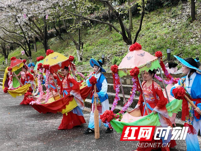 组图丨来泸溪，看樱花漫岸，赴一场春天之约