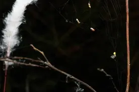 研究发现蜘蛛操控萤火虫闪光信号诱捕猎物图片