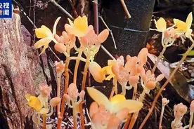 植物也可以这么萌 广西发现22株聚生矮小肉果兰图片