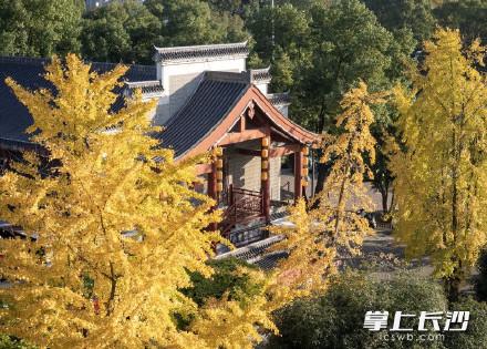 橘子洲银杏林迎来最佳观赏期