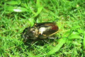 四川屏山首次发现国家二级保护动物阳彩臂金龟 曾被宣布在中国灭绝图片