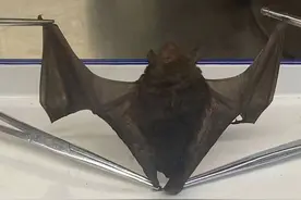 北京口岸首次！首都机场一入境航班客舱内捕获活体蝙蝠图片