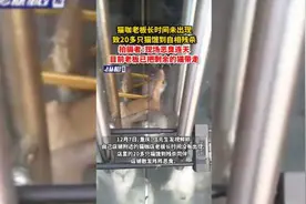 猫咖老板长时间未出现，致20多只猫饿到自相残杀，拍摄者：现场恶臭连天，目前老板已把剩余的猫带走图片